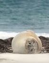 Close up of a Southern Elephant seal lying on a sandy beach on a coastal area of Atlantic ocean Royalty Free Stock Photo
