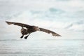 Close up of a Southern Giant Petrel in flight Royalty Free Stock Photo