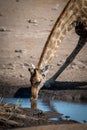 Close-up of southern giraffe drinking from waterhole Royalty Free Stock Photo