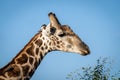 Close-up of southern giraffe with red-billed oxpecker
