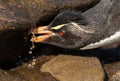 Southern rockhopper penguin drinking water from a stream