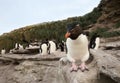 Southern rockhopper penguin standing on a rock Royalty Free Stock Photo