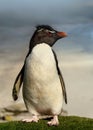 Close up of Southern rockhopper penguin standing on grass Royalty Free Stock Photo