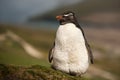 Close up of Southern rockhopper penguin standing on grass Royalty Free Stock Photo