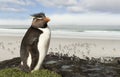 Close up of Southern rockhopper penguin standing on a rock Royalty Free Stock Photo