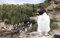 Close up of Southern rockhopper penguin standing on a rock in rookery Royalty Free Stock Photo