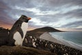 Close up of Southern rockhopper penguin standing on a rock at sunset