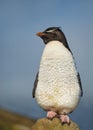 Close up of Southern rockhopper penguin standing on stone Royalty Free Stock Photo