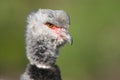 Close-up of a Southern Screamer Royalty Free Stock Photo