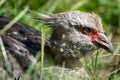 Close up of Southern Screamer bird Royalty Free Stock Photo