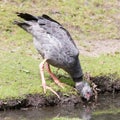 Close-up of a Southern Screamer Chauna torquata Royalty Free Stock Photo