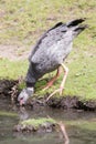 Close-up of a Southern Screamer Chauna torquata Royalty Free Stock Photo