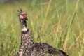 Close Up Southern Screamer Looking at The Camera Standing in Grassland in the Pantanal, Brazil Royalty Free Stock Photo