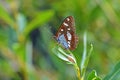 Limenitis reducta, the southern white admiral butterfly