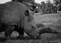 Southern White Rhino - side on view Royalty Free Stock Photo