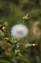 Close up of a Sow Thistle Dandelion & its Flower Buds during Spring Royalty Free Stock Photo