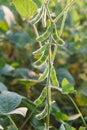 Close up of the soy bean