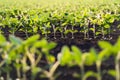 Close up of the soy bean plant Royalty Free Stock Photo