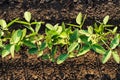 Close up of the soy bean plant Royalty Free Stock Photo