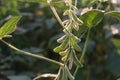 Close up of the soy bean