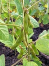 Close up of soy bean plant in the field