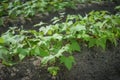 Close up soy bean plants in a field,soybean field with rows of soya bean plants, selective focus Royalty Free Stock Photo