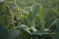 Close up of the soy bean pods plant in the field Royalty Free Stock Photo