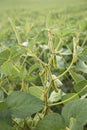 Close up of the soy bean pods plant in the field Royalty Free Stock Photo