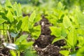 Close up Soybean field in farm agricultural Royalty Free Stock Photo