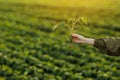 Close up of soybean plant in farmer& x27;s hand on natural cultivated soya field background. Agriculture environmental