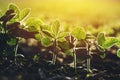 Close up of soybean plant in field