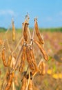 Close up of soybean plant