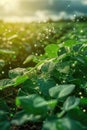 Close-up of soybean plants with digital network overlay. Royalty Free Stock Photo