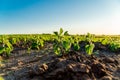 Close-up of soybean sprouts growing in a field. Young green soybean plants. Agricultural soybean field Royalty Free Stock Photo