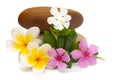 Close-up of Spa and Aromatherapy Concept , Group of Frangipani Flowers and rose periwinkle isolated over white
