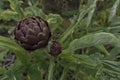 Close-up with space for writing of Purple Artichoke in the fields of Sardinia Royalty Free Stock Photo