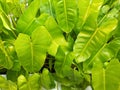Close up of spade leaf plant or also called philodendron domesticum. Royalty Free Stock Photo