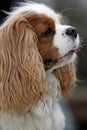 Close-up of a spaniel