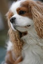 Close-up of a spaniel