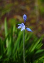 Spanish Bluebells. Hyacinthoides hispanica, Oeiras, Lisbon, Portugal.