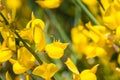 Close up of Spanish broom Spanish broom flowers, a Mediterranean plant, blooming in the mountains of Los Angeles National