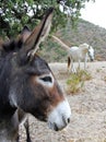 Close up of Spanish Donkey looking at white horse