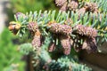 Abies pinsapo Spanish fir with ripe purple colored male cones and yellow pollen Royalty Free Stock Photo