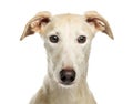 Close-up of a Spanish galgo, 6 years old, isolated