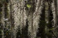 Spanish Moss Hanging From Tree Royalty Free Stock Photo