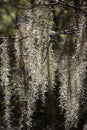 Spanish Moss Hanging From Tree Royalty Free Stock Photo