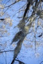 Spanish Moss Hanging From Tree Royalty Free Stock Photo