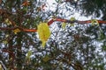 Close-up of Spanish moss or lichen hanging off branch of tree with bokeh forest background Royalty Free Stock Photo