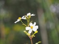 Close-up of the Spanish needle white flowers, blur background.