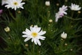 Close-up Spanish needle` white flowers on green background